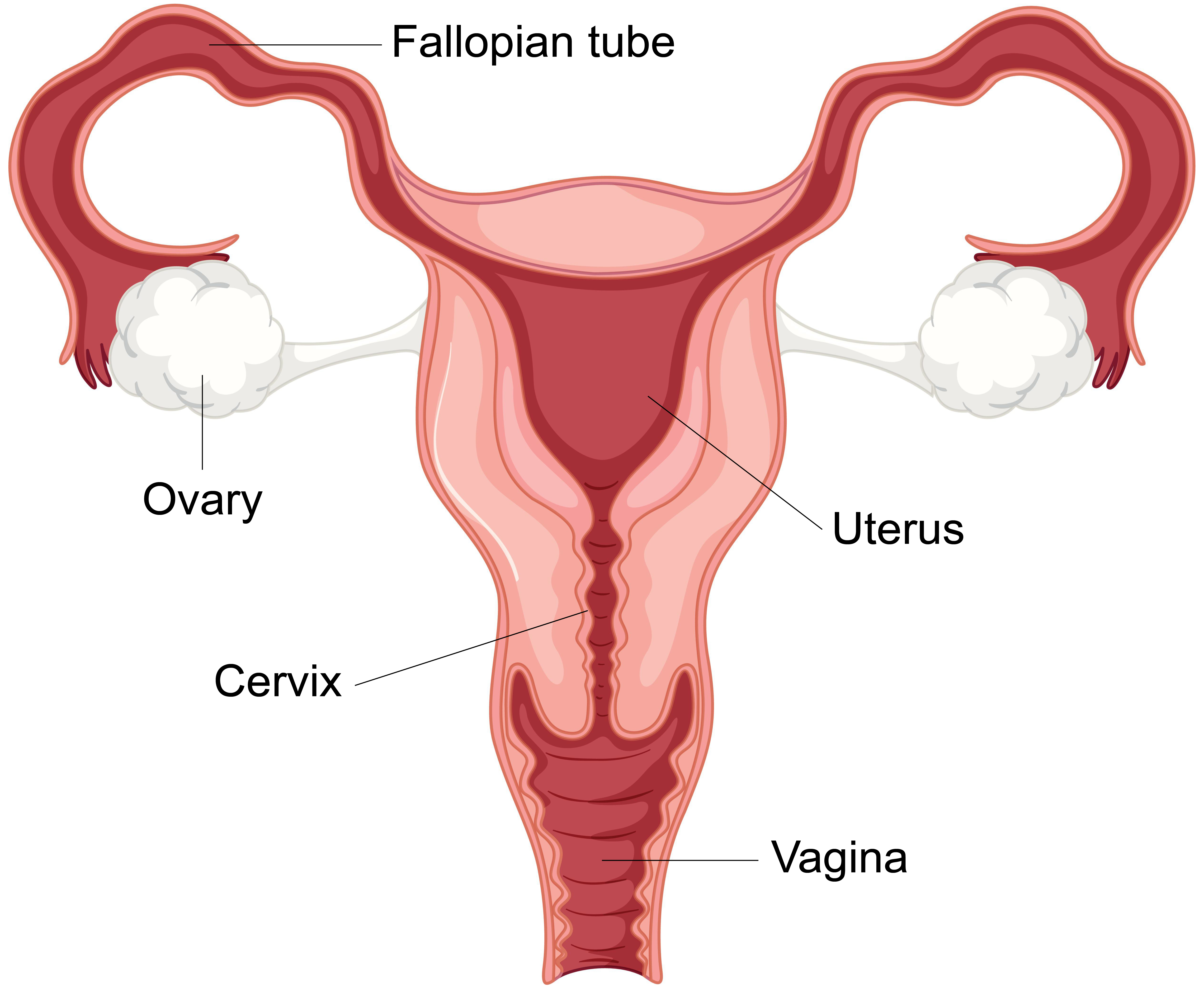 Female reproductive system Diagram showing the female reproductive system.