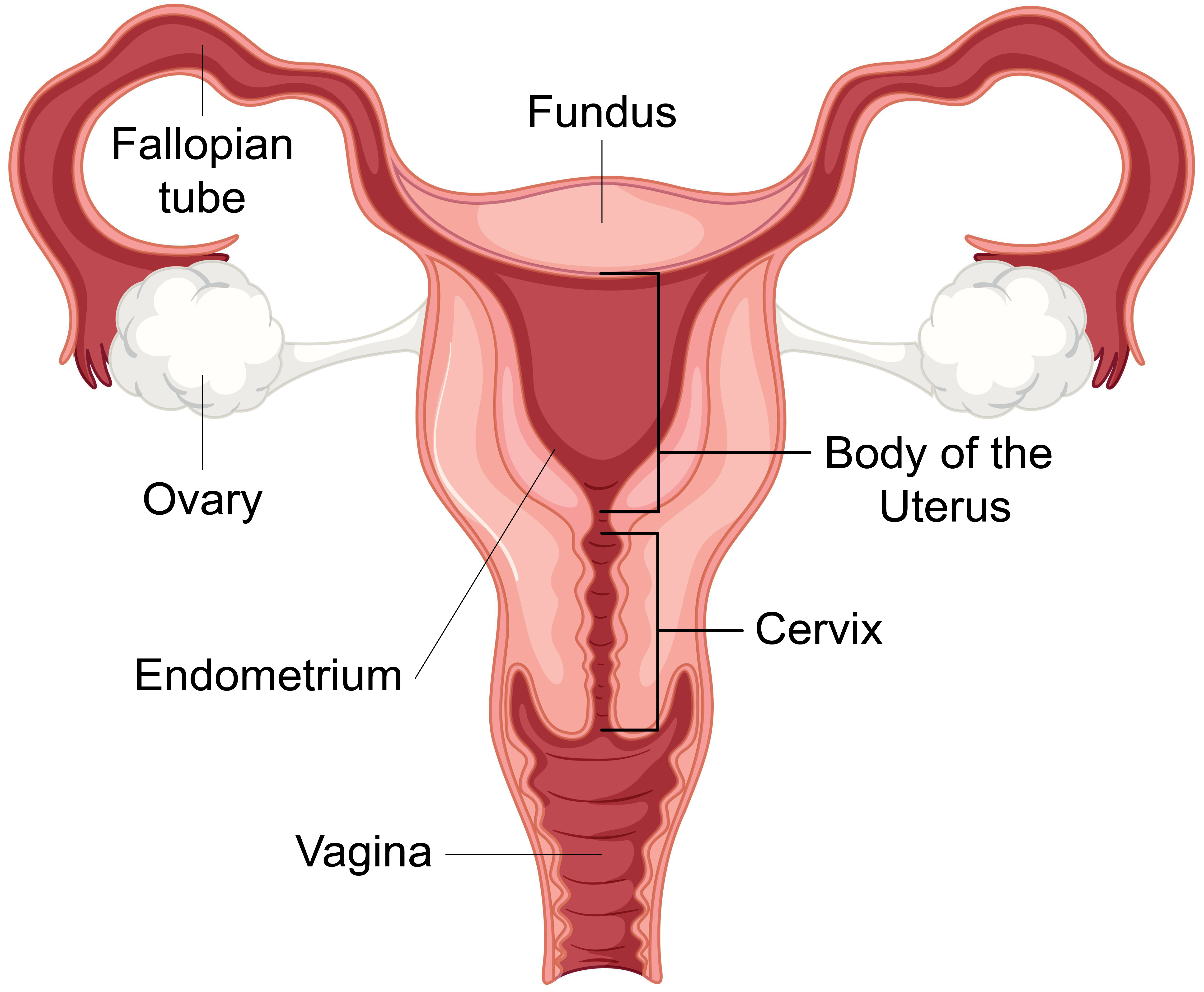 Anatomy of the uterus Diagram showing the female reproductive system, and the 3 main sections of the uterus are label.