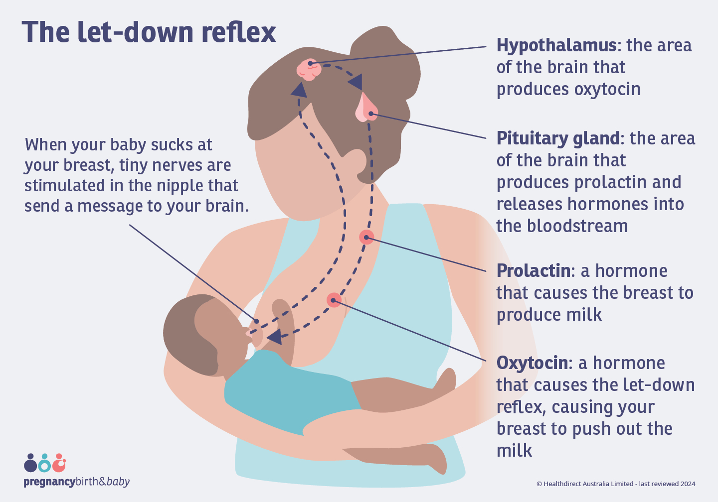 The let-down reflex Illustration showing the flow of the let down reflex. Starting with the baby sucking the breast, which stimulates tiny nerves. This causes the brain to release hormones prolactin and oxytocin into your bloodstream.