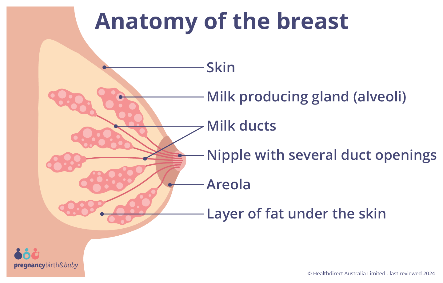 Anatomy of the breastmilk production Illustration showing the structure of the breast and the anatomy that produces breastmilk.