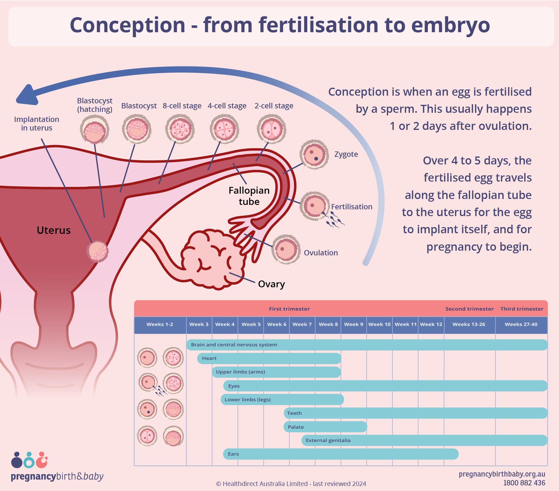Conception and fetal development Conception and fetal development