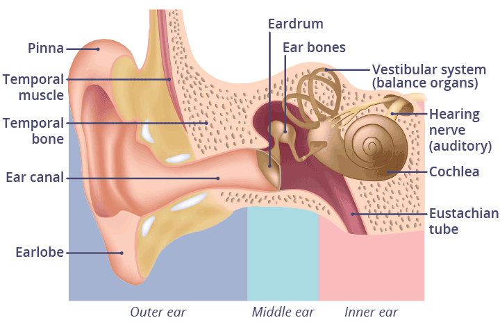 The different parts of the ear Illustration of the parts of the ear.