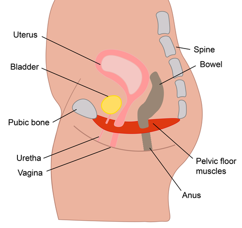 Illustration of the pelvic floor muscles.