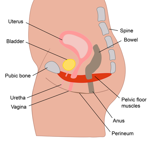 Illustration showing the pelvic floor muscles and perineum.