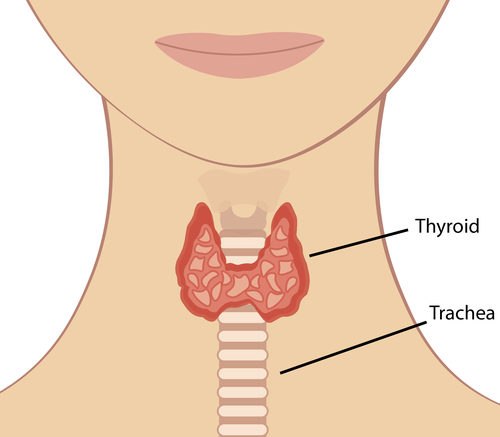 Illustration showing the location of the thyroid gland in the neck